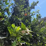 Crapa Licca Ventimiglia di Sicilia